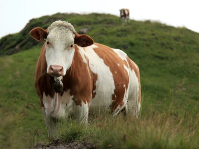 Cow in Austria Cow in Austria
